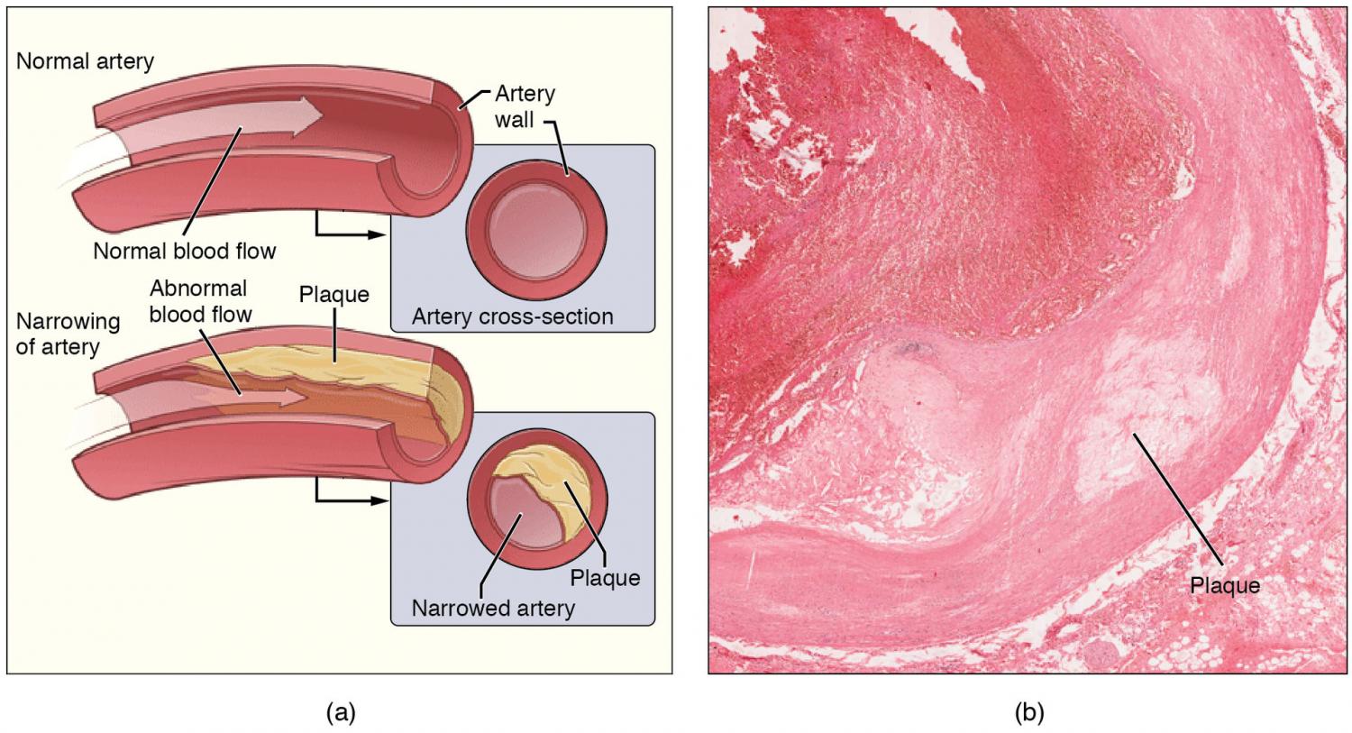 blood-vessels-signalling-to-neurones-through-nitric-oxide-the