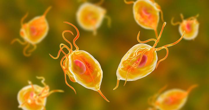 All about trichomoniasis, the world’s most common curable STI | Green ...